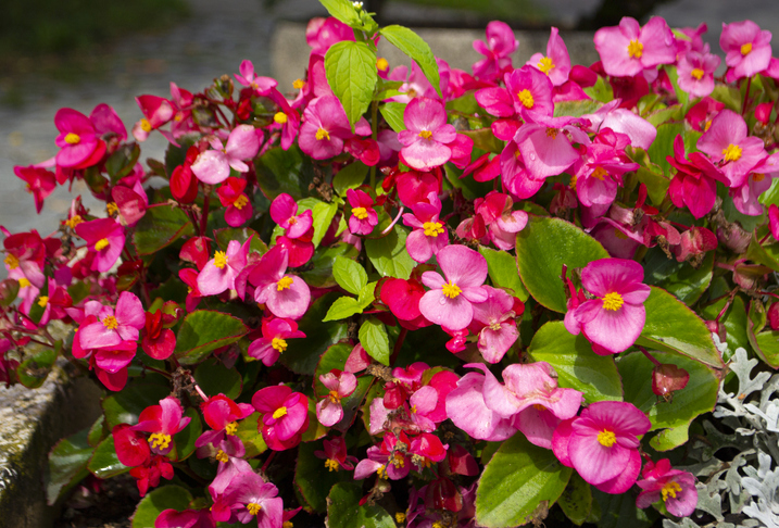 Las begonias colgantes tienen colores muy vivos que darán mucho color a nuestros espacios