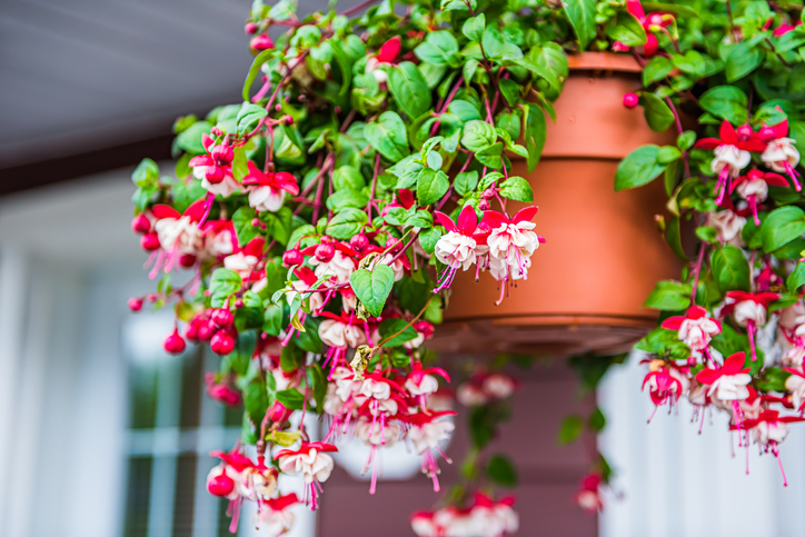 Las fucsias es una de las elecciones más populares para jardines y balcones