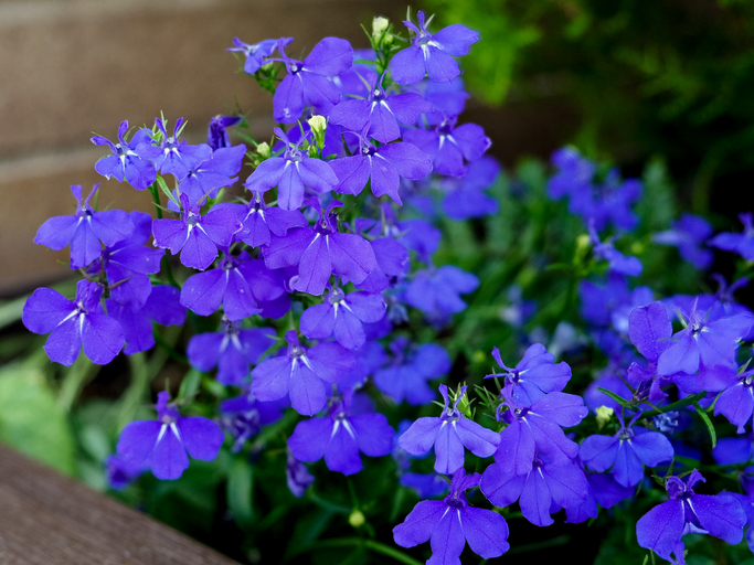 La lobelia es una de las más bonitas plantas colgantes de exterior resistentes