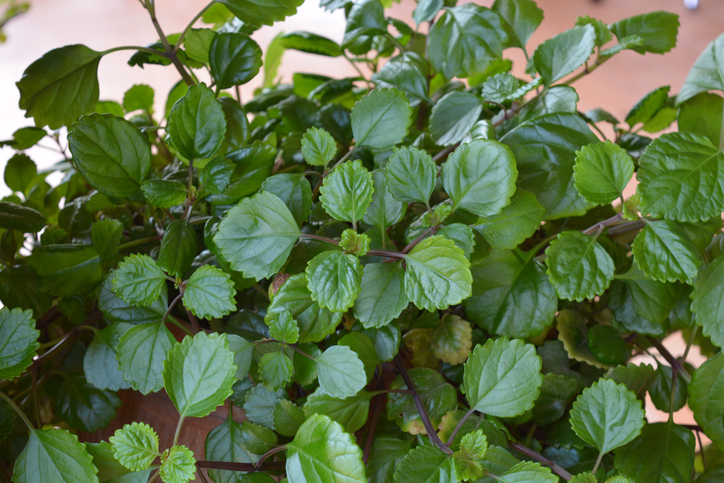 La planta del dinero es una gran opción dentro de las plantas colgantes de exterior para todo el año.